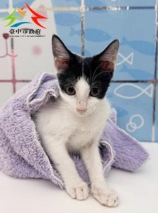 11409198009-尼昂貓