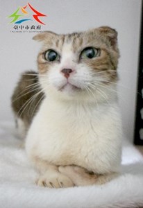 11410286003認養-993