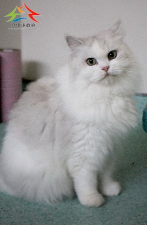 動物編號:11411106002認養-2