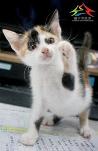 11409018013認養 (3)