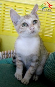 11411068012認養-93