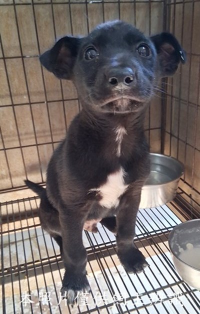 11411220008收-幼21