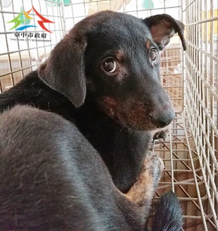 動物編號:11410118002未Y