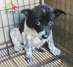 動物編號:11410138016未幼8