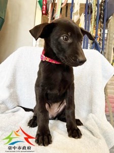 11411038013 永信 (1)