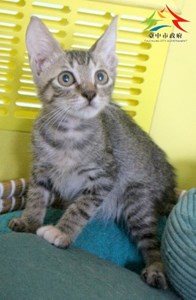 11408188021深認養-7