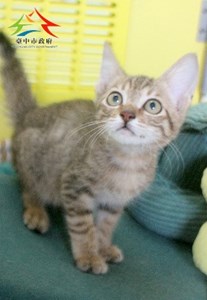 11408188022淺認養-3