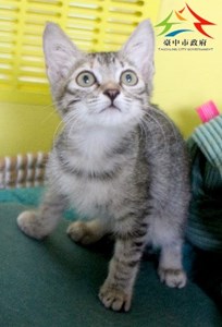 11411038011認養-99