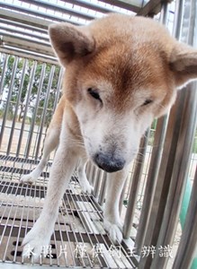 11411270021收-F39-4