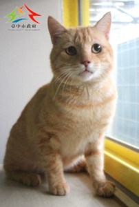 11411276004認養-993