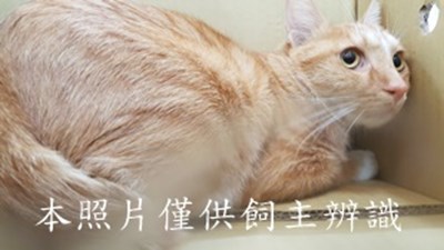 11411290017收-棄養-小橘