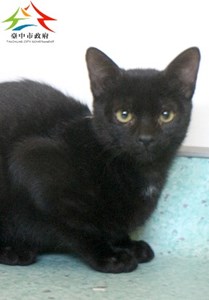 11411296011認養 (1)