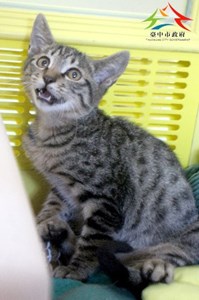 11411296012認養-98