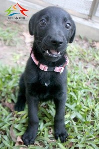 11411116003認養-98