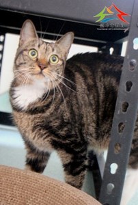 11411240010認養-96