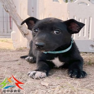 11411220008 聖心 (1)