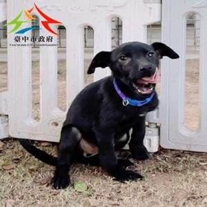 11410140004 聖心 (2)