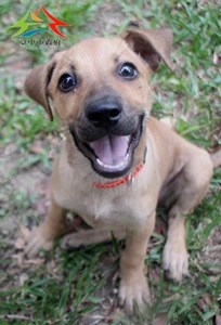 11411096002認養 (1)