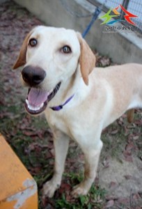 11411206002認養-93