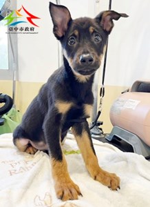 11409058011 金生 (2)