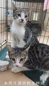 11412120035-36收-42