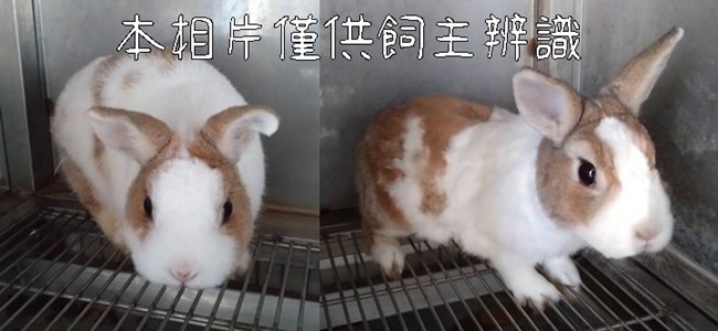 11412178016-17兔子