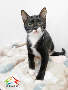 11410238008尼昂貓 (3)