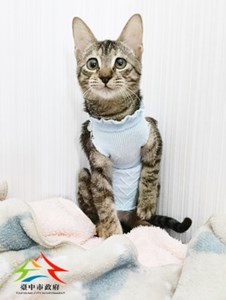 11409308001尼昂貓 (4)