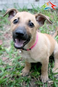 11411096003認養 (1)