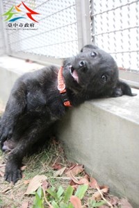 11411016002認養-95