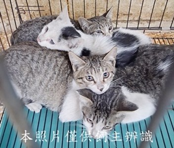 11412190021-24收-49