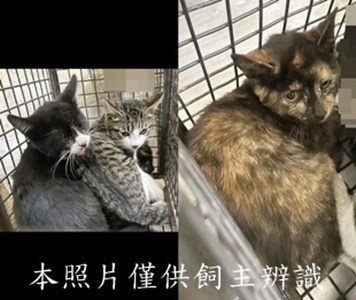 11412220026-28收-tile