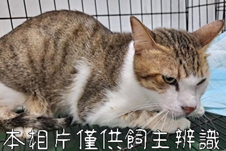 11412236003_3-13棄養