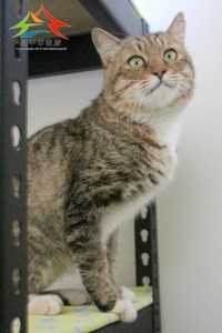 11412040021認養-96