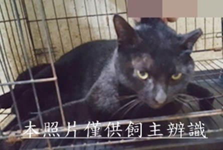 11412290019收-41左耳.紫項