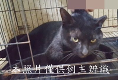 11412290019收-41左耳.紫項