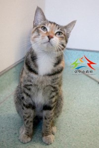 11412316001認養-93