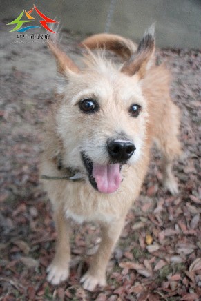 動物編號:11412116009認養-8