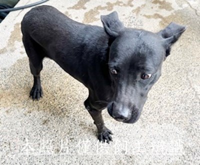 11501090020收右剪耳