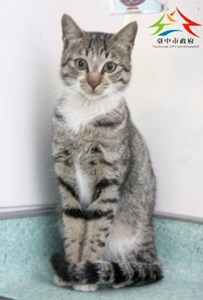 11501136003認養-92