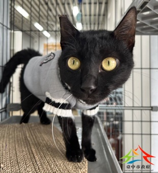 動物編號:11501056004換(2)