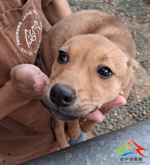 動物編號:11412258003開(1)