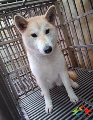 動物編號:11412270014開