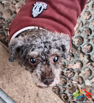 動物編號:11412300017開(2)