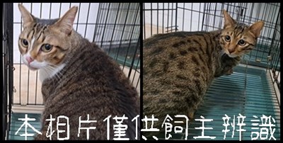 11501166018-19動保案件