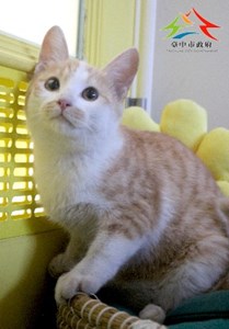 11501146003認養 (4)