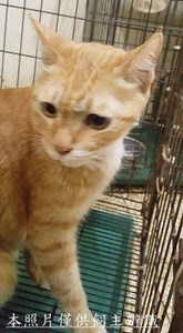 115011580011收(同11501158003未)-32