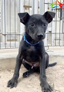 11412178006 吉美 (2)