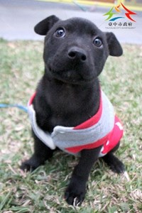 11501126010認養-98