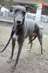 11501166013認養 (13)